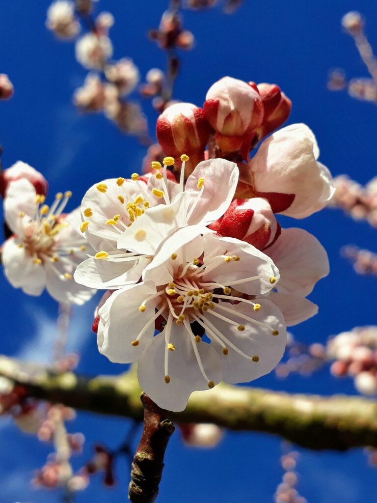 apricot blossom, apricot, blossom, bloom, flower buds, bud, blossom, apricot tree spring, blooming