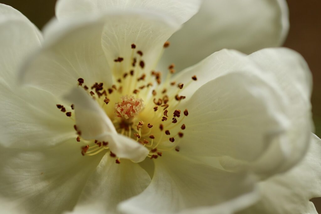 rose, rose blossom, stamens, pistils, rose flower, petals, white, blossom, bloom, nature, romantic, beauty, garden, bloom, close up, romance